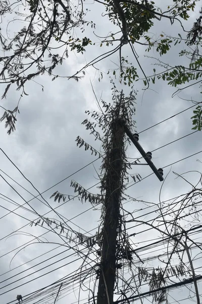 Suche Martwe Drzewo Akacjowe Wspinające Się Biegun Elektryczny Drut Przycinaniu — Zdjęcie stockowe