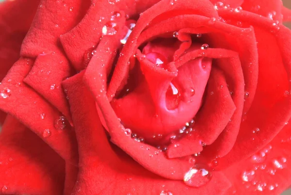 Крупный План Черной Волшебной Розы Цветущей Каплей Воды Саду — стоковое фото
