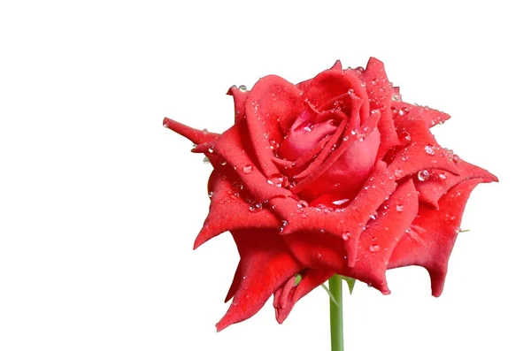 Черная Волшебная Роза Цветущая Каплей Воды Белом Фоне — стоковое фото