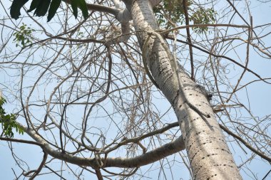  Gökyüzü arka planında budandıktan sonra ağaçta asılı kalan kuru ölü akasya dalı