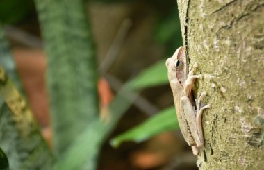  Ağaç kurbağası bahçede bagaja tırmanıyor