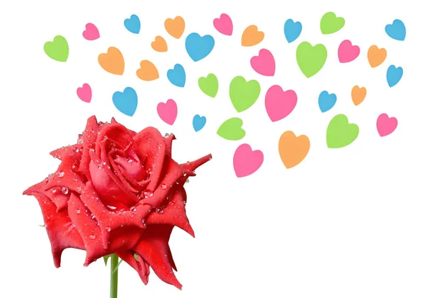 Черная Магия Розы Цветет Каплей Воды Красочные Формы Сердца Плавающие — стоковое фото