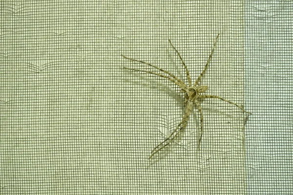 Enorme Común Cazador Araña Arrastrándose Cero Casa Red Pared Noche —  Fotos de Stock