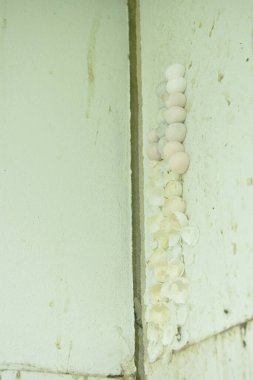  Evdeki banyo duvarında kertenkele yumurtası var.