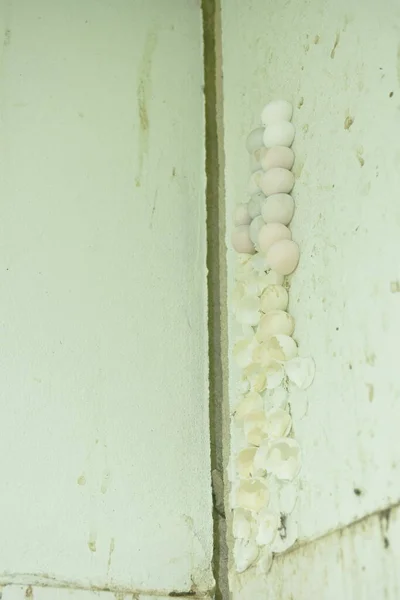 Gecko Egg Stick Bathroom Wall House Stock Image