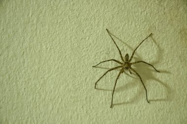  gece evde duvar sürünerek büyük ortak Huntsman örümcek