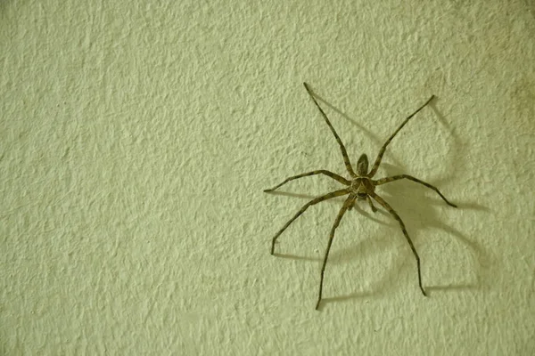 huge common huntsman spider crawling on home wall in night