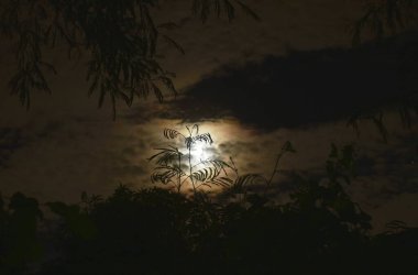 Yarım ay gece ağaç dalının arkasına ışık saçıyor.