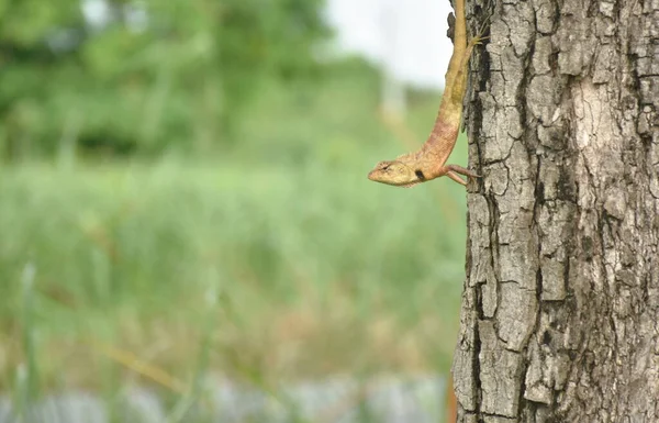 Chameleon Visící Tamarind Stromu Zahradě — Stock fotografie