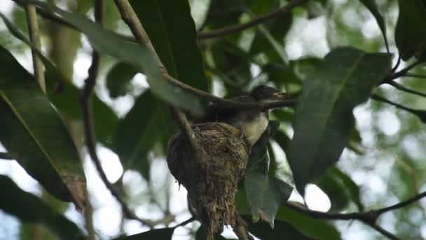 Bébé Gorge Blanche Fantail Oiseau Nourrissant Par Père Mère Nourrissant — Video