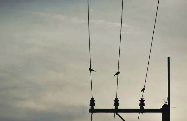 Taubenvogel Hängt Stromkabel Himmel — Stockfoto