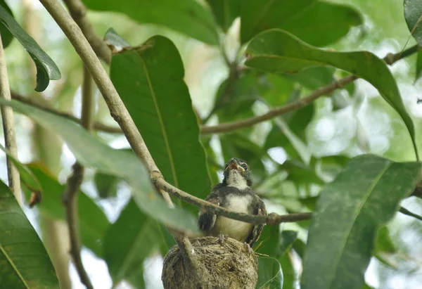 Bambino Bianco Gola Fantail Uccello Alimentazione Padre Madre Alimentazione Nel — Foto Stock