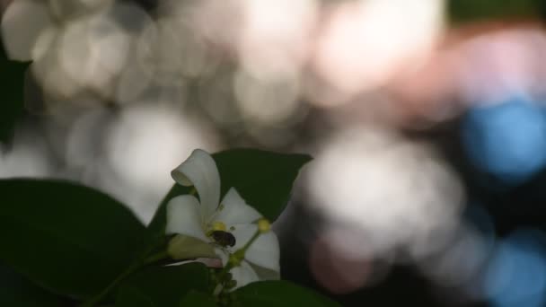 Laranja Jasmim Flor Tropical Perfumada Noite Florescendo Com Mosca Fruta — Vídeo de Stock