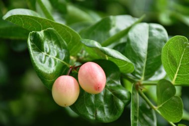olgunlaşan Kaffir limonu veya bergamot tropikal bitki ve bitkiler bahçede çiçek açıyor
