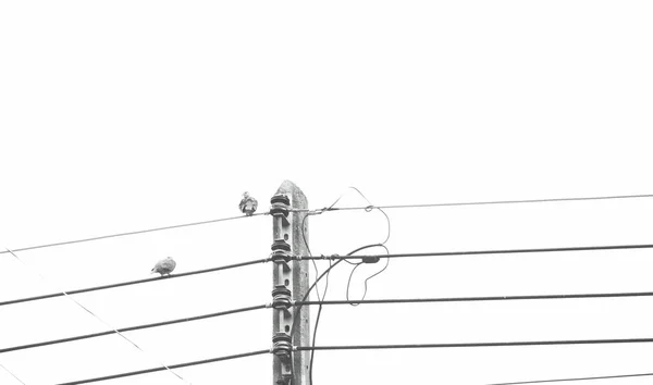 Dove Bird Hanging Electric Wire Black White Sky Background — Zdjęcie stockowe