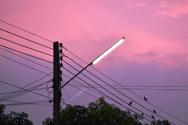 Electric Fluorescent Lamp Post Bird Cable Wire Street Twilight Sky — Foto de Stock