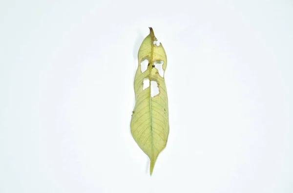 Dry Leaf Decompose Look Ghost Face Structure White Background — Fotografia de Stock