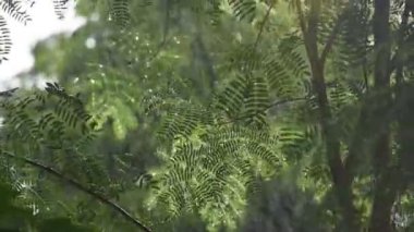 hard wind blowing and rain falling from summer storm on acacia tree in garden