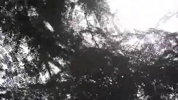 Hard Wind Blowing Rain Falling Summer Storm Acacia Tree Garden — Video Stock