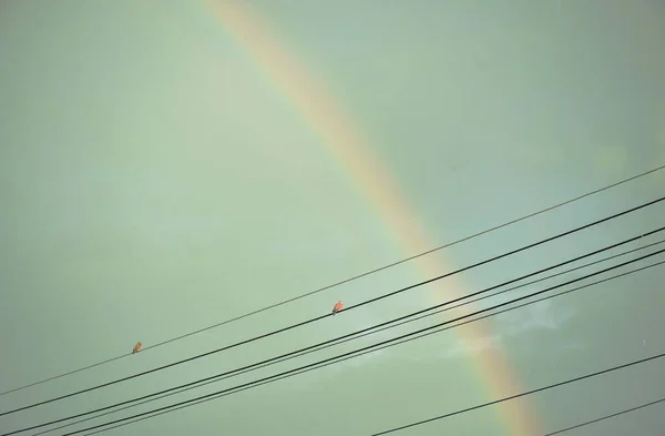 Dove Bird Hanging Electric Wire Rainbow Rain Sky Background — Stockfoto