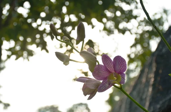 Dendrobium Orchidej Kvetoucí Větvi Zahradě — Stock fotografie