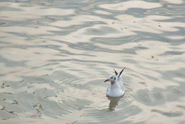 Martı, Tayland 'da Bang Poo' nun deniz yüzeyinde yüzüyor. 
