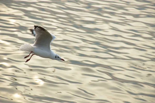 Zeemeeuw Vliegen Naar Het Voeden Van Voedsel Zee Bang Poo — Stockfoto