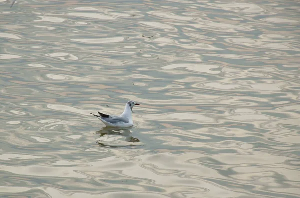 Mouette Flottant Sur Surface Mer Bang Poo Lieu Voyage Thaïlande — Photo