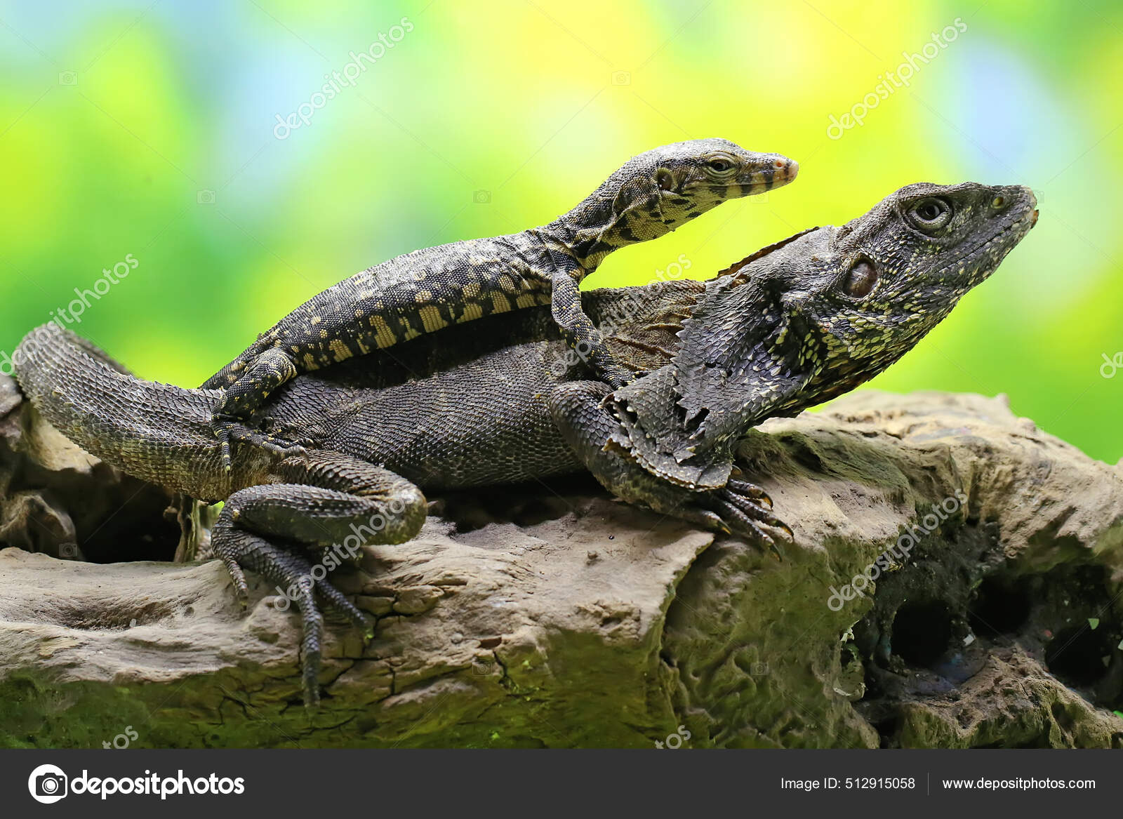 Frilled Dragon Resting Rotten Wood Same Color Its Body Lizard