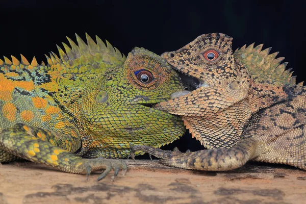 Two Forest Dragons Fighting Territory Reptile Has Scientific Name Gonocephalus — Foto Stock