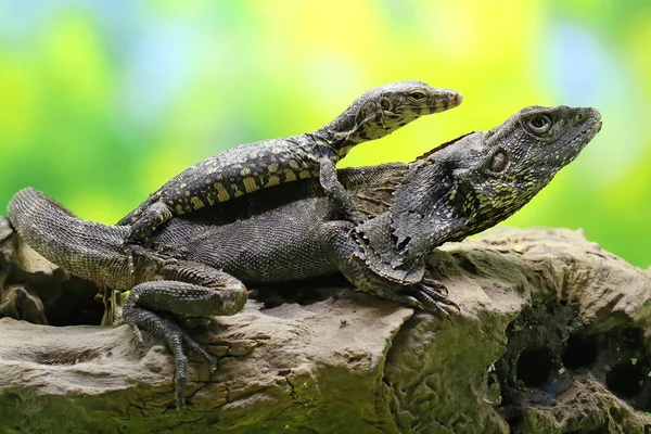 Frilled Dragon Resting Rotten Wood Same Color Its Body Lizard — Stock Photo, Image