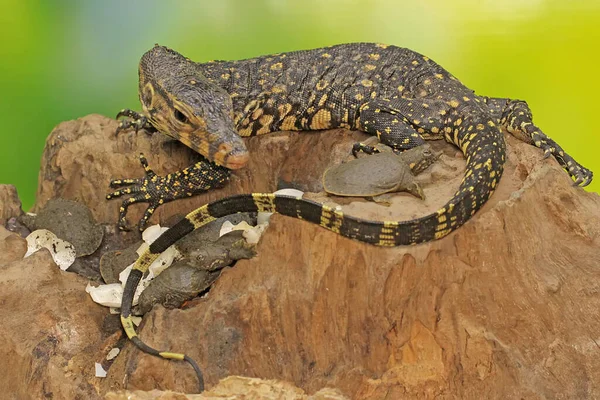 Young Salvator Monitor Lizard Ready Prey Turtles Have Just Hatched — Stock Photo, Image