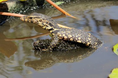 Bebek kurtarıcı kertenkele (Varanus kurtarıcısı) günlük aktivitelerine başlamadan önce güneşleniyor. 