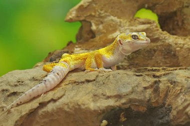 Bir leopar kertenkelesi (Eublepharis macularius) kendine özgü bir şekilde poz verir.