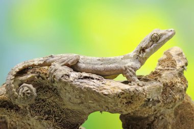 A Kuhl's flying gecko resting. This reptile has the scientific name Ptychozoon kuhli.  clipart