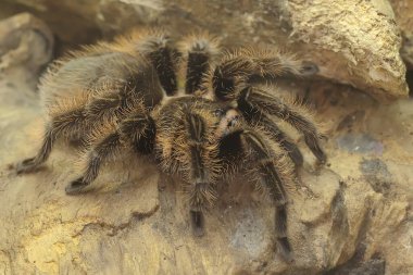 Bir tarantula saldırgan davranışlar sergiliyor. Tüm türler zehirlidir, ama insanlar için ölümcül değildir.. 