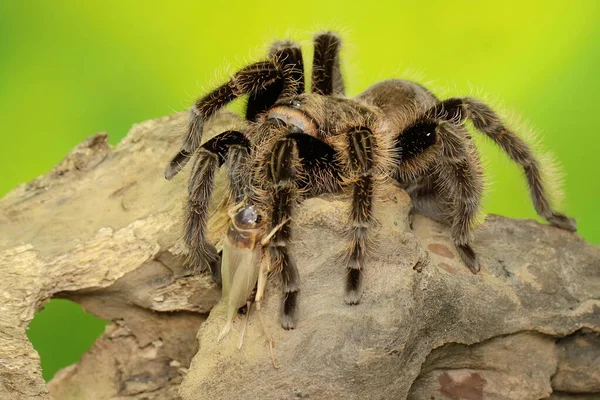 Een Tarantula Vertoont Agressief Gedrag Alle Soorten Zijn Giftig Maar — Stockfoto