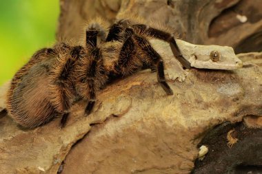 Bir tarantula saldırgan davranışlar sergiliyor. Tüm türler zehirlidir, ama insanlar için ölümcül değildir.. 