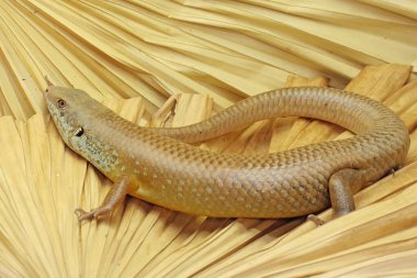 Büyük bir maymun günlük aktivitelerine başlamadan önce güneşleniyor. Doğal yaşam alanı Papua Yeni Gine ve Avustralya olan bu sürüngenin bilimsel adı Bellatorias frerei 'dir.. 