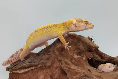 Bir leopar kertenkelesi kuru bir kütükte ağustos böceği yiyor. Çekici renklere sahip sürüngenlerin bilimsel adı Eublepharis macularius 'dur..