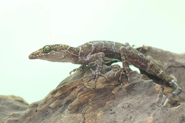 Een Bosgekko Zoekt Een Prooi Een Droge Stam Verspreiding Van — Stockfoto