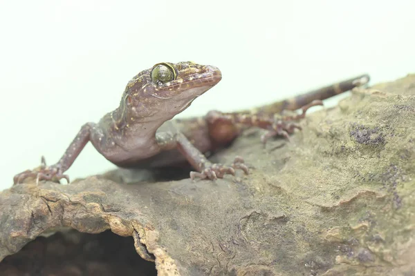 Лесной Геккон Ищет Добычу Сухом Бревне Spread Gecko Which Has — стоковое фото