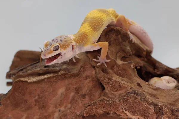 Bir leopar kertenkelesi kuru bir kütükte ağustos böceği yiyor. Çekici renklere sahip sürüngenlerin bilimsel adı Eublepharis macularius 'dur..