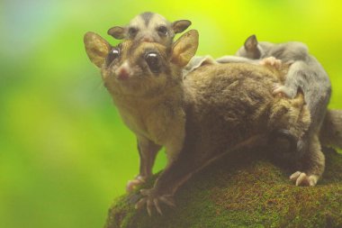Bir anne şeker planörü iki bebeğini tutarken yiyecek arar..
