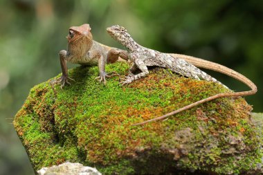 Doğulu bir bahçe kertenkelesi güneşleniyor. Bu sürüngenin bilimsel adı Calotes versicolor. 
