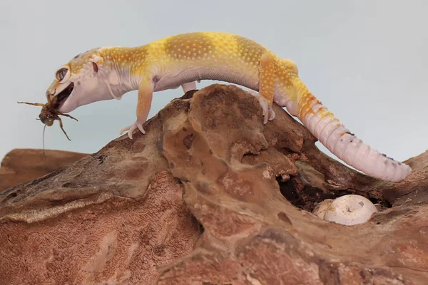 Lampart Gecko Zjada Cykadę Suchym Drzewie Gady Atrakcyjnych Kolorach Mają — Zdjęcie stockowe