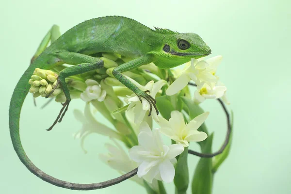 Sumatranský Krvežíznivý Ještěr Hledající Kořist Křoví Plazi Ostrova Sumatra Indonésii — Stock fotografie