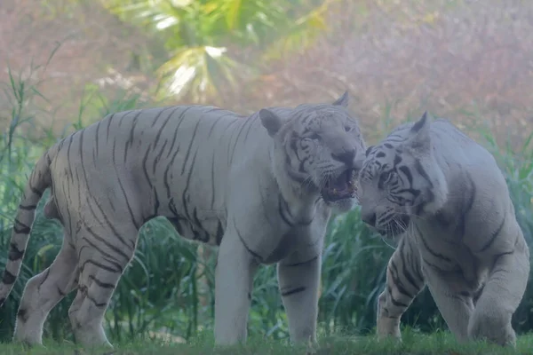 Par Tigres Blancos Bengala Listos Para Aparearse — Foto de Stock