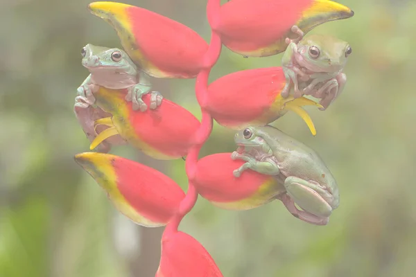 Tři Zavalité Žáby Litoria Caerulea Odpočívající Banánovém Květu — Stock fotografie