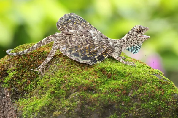 Dragón Volador Draco Volans Está Tomando Sol Antes Comenzar Sus — Foto de Stock